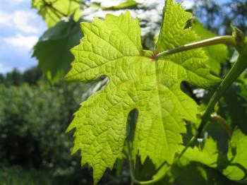 leaf of grape glowing in sunlight