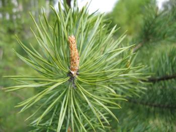 close-up of coniferous tree branch with cone sprout