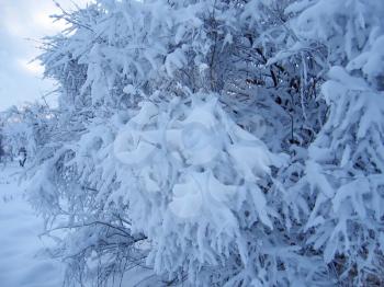branches of bush under a snow