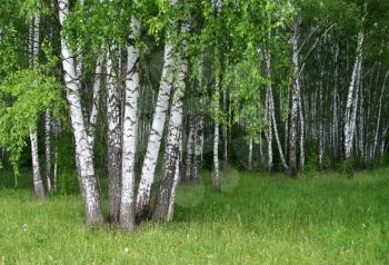 birch trees with young foliage in a summer forest