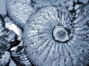 fossilized ammonites background
