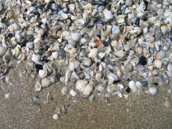 sea shells on sand background