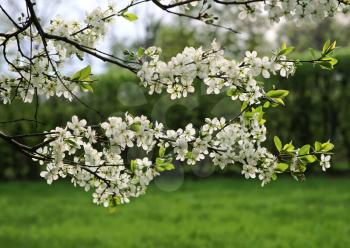 branch of a blossoming tree with white flowers 