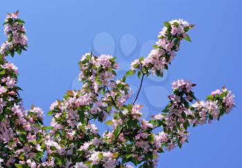 branch of blossoming tree with pink flowers on blue sky background