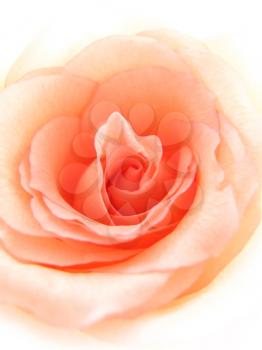 close up of delicate pink rose background
