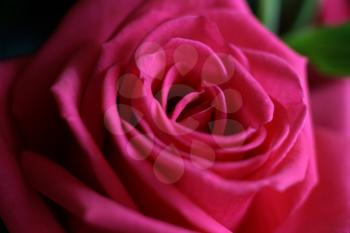 closeup picture of beautiful rose