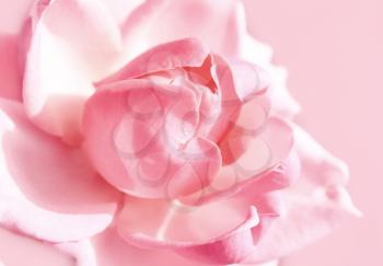 closeup of gentle pink rose