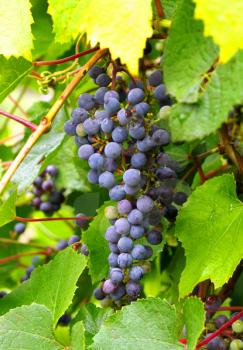 growing grape clusters on the branches 