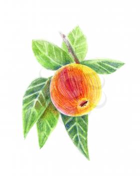 pencil drawing an apple on a branch