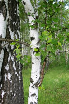 birch tree trunk with young foliage