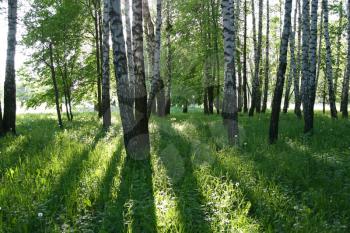 birch trees and sunlight in a summer forest