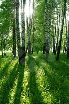 birch trees with long shadows in summer forest