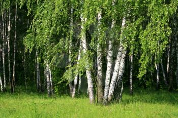 birch trees with young foliage in a summer forest