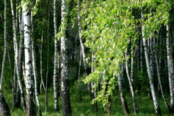 branch of a birch tree with green foliage in a summer forest