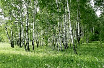 birch trees with green foliage in a summer forest