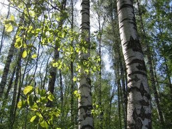 birch trees and green leaves glowing in sunlight in a summer forest
