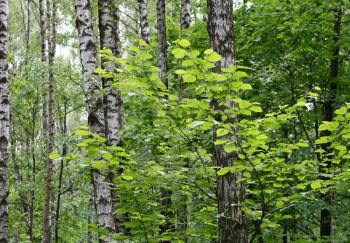 birch trees and green foliage in a summer forest