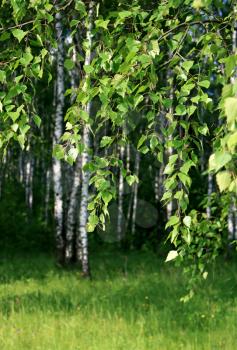 branch of a birch tree with young foliage on a summer forest
