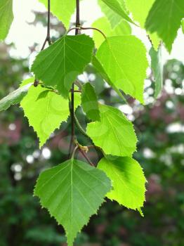 branch of a spring birch tree with green foliage                               