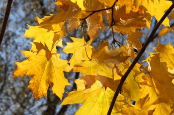beautiful autumn leaves of maple tree glowing in sunlight 