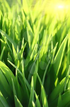 fresh green grass and sun beams background                
