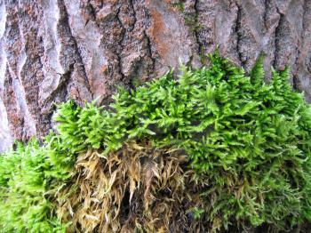 trunk of tree with green moss