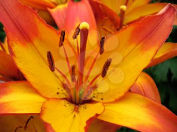 closeup of beautiful lily