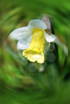 beautiful Daffodils (Narcissus) on abstract blur background