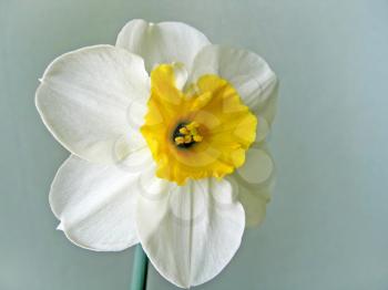 closeup of beautiful white daffodils (narcissus)