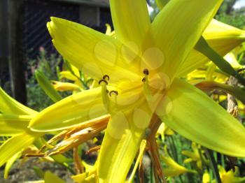 closeup of beautiful yellow flower                        