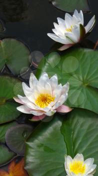 blooming white water lilies (lotus) close up                                      