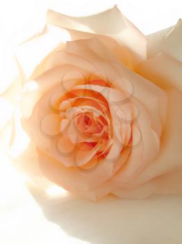 delicate pink rose and sunlight