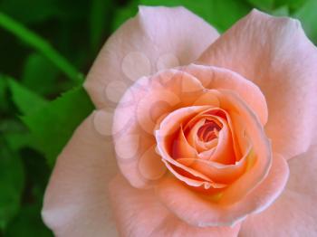 closeup of beautiful pink rose