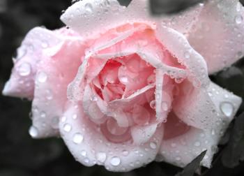 closeup of beautiful pink rose with water drops
