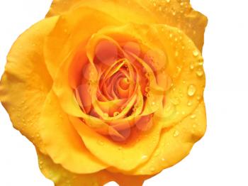beautiful rose with water drops isolated on white