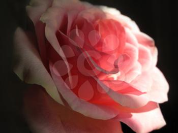 beautiful pink rose on a black background                               