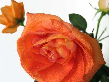 closeup of beautiful orange rose with water drops isolated on white background