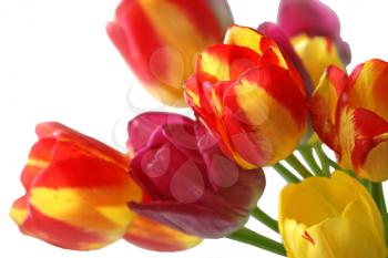 bouquet of beautiful colorful tulips isolated on white