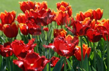closeup of beautiful red tulips 