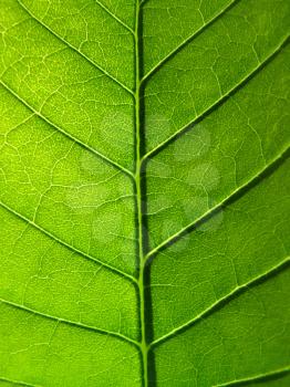 close-up of green leaf texture                                      