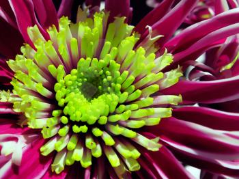 flowering chrysanthemum with green center - close-up                        