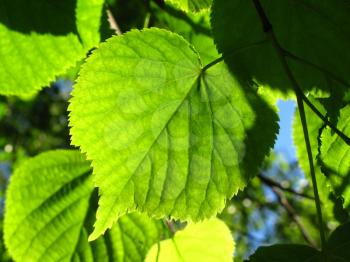 fresh green leaf of linden tree glowing in sunlight                               