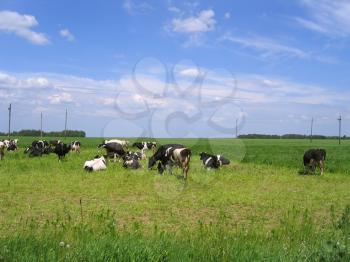 Cows on green meadow 