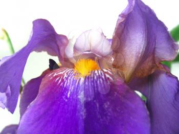 close up of beautiful iris flower