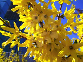 beautiful yellow flowers of forsythia bush close up                               