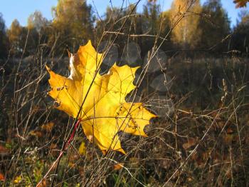vivid yellow autumn leaf of maple