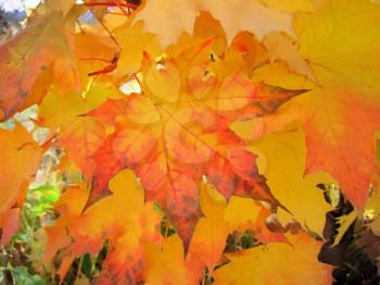 beautiful autumn foliage of maple tree