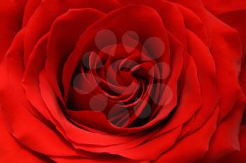 beautiful red rose background