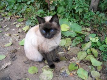 Siamese cat outdoor