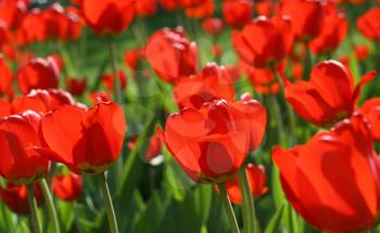 beautiful red tulips glowing in sunlight